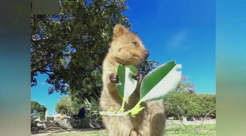 【矮袋鼠】连啃树叶都这么可爱!