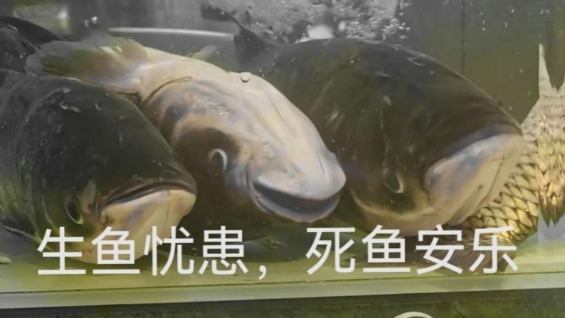 就爱用这地上别人的盖亚ak