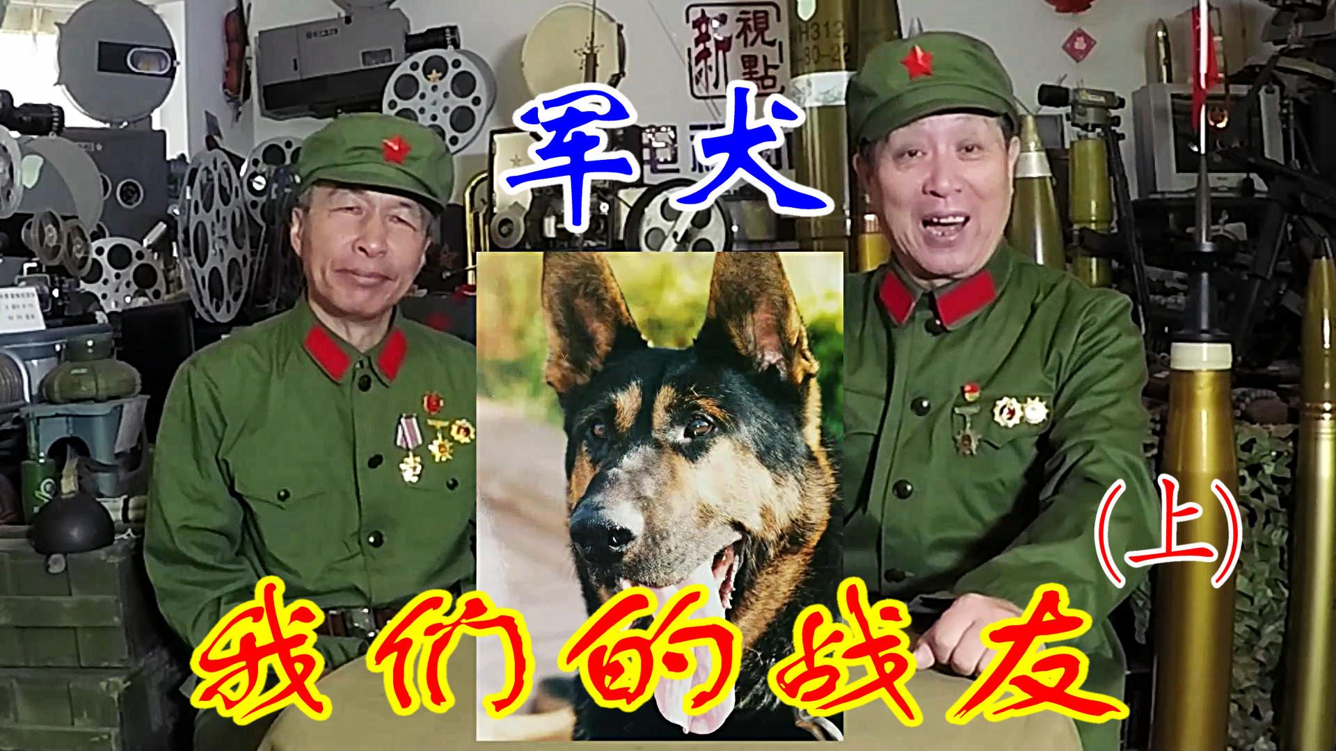 老兵讲故事ⷥ†›犬:我们的战友(上)哔哩哔哩bilibili