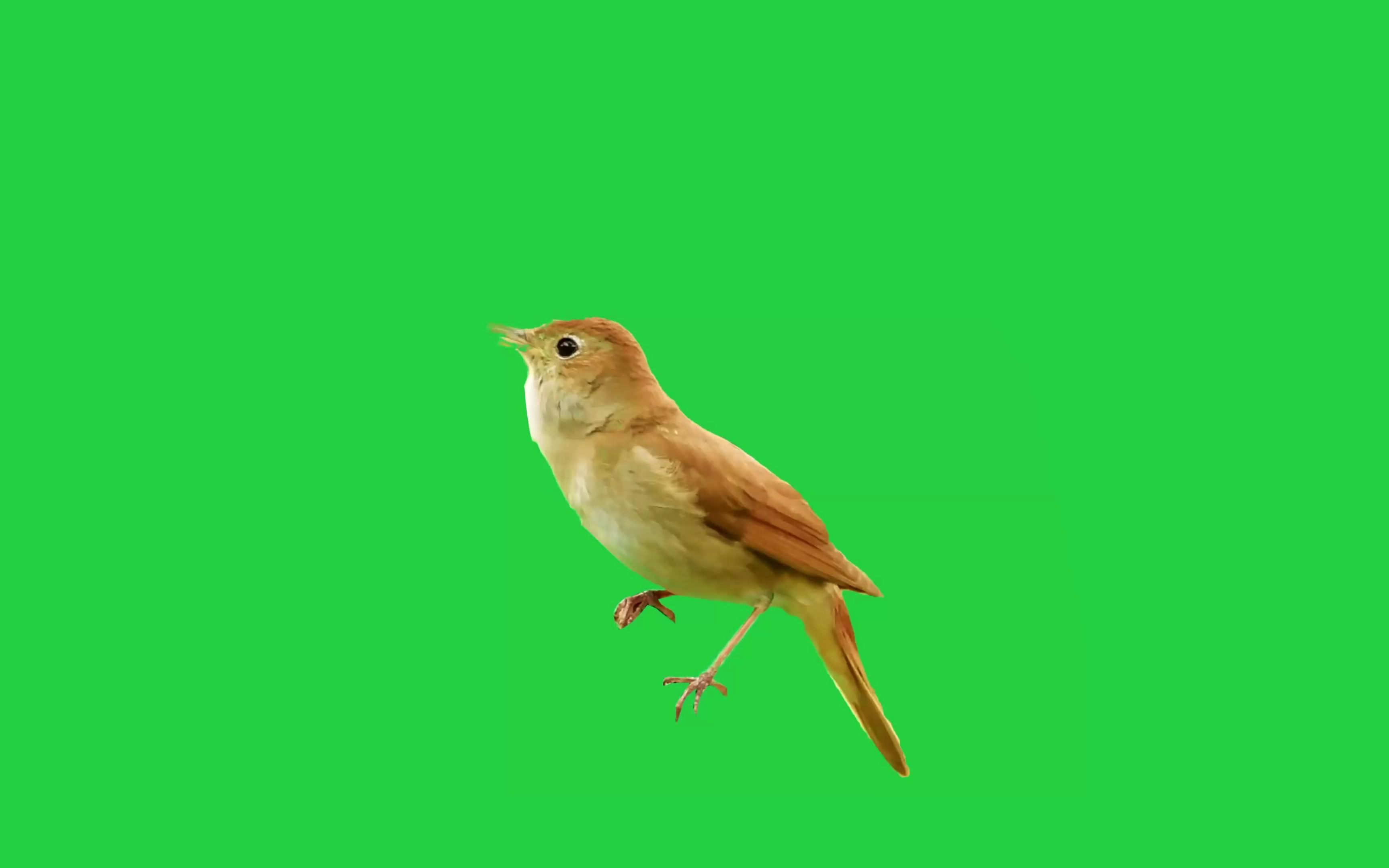 绿幕视频素材夜莺