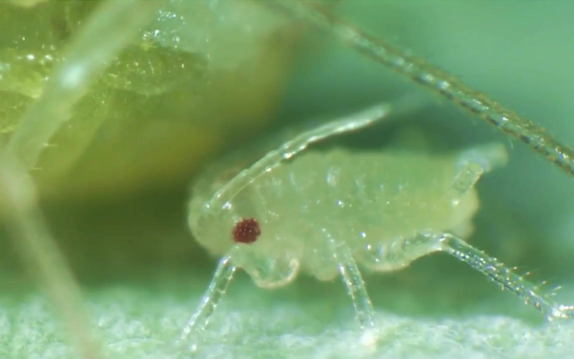 [图]蚜虫的生命周期 Life cycle of aphids