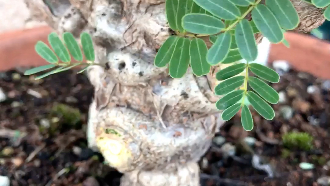 潮流块根植物沙漠苏木Senna meridionalis实生老桩全天候露养阳台客厅多肉园艺绿植盆栽一物一拍 淘宝首页搜索店铺名:绿植之家哔哩哔哩bilibili