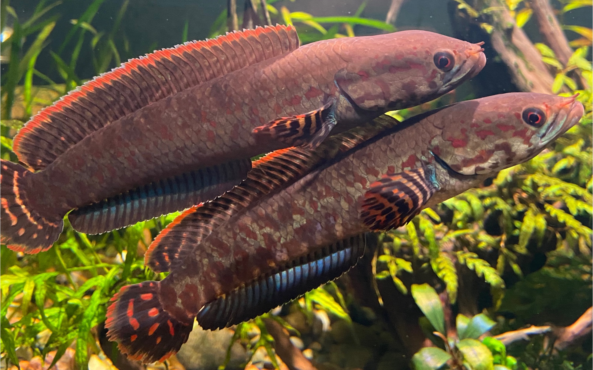 雷龙鱼捕食慢动作