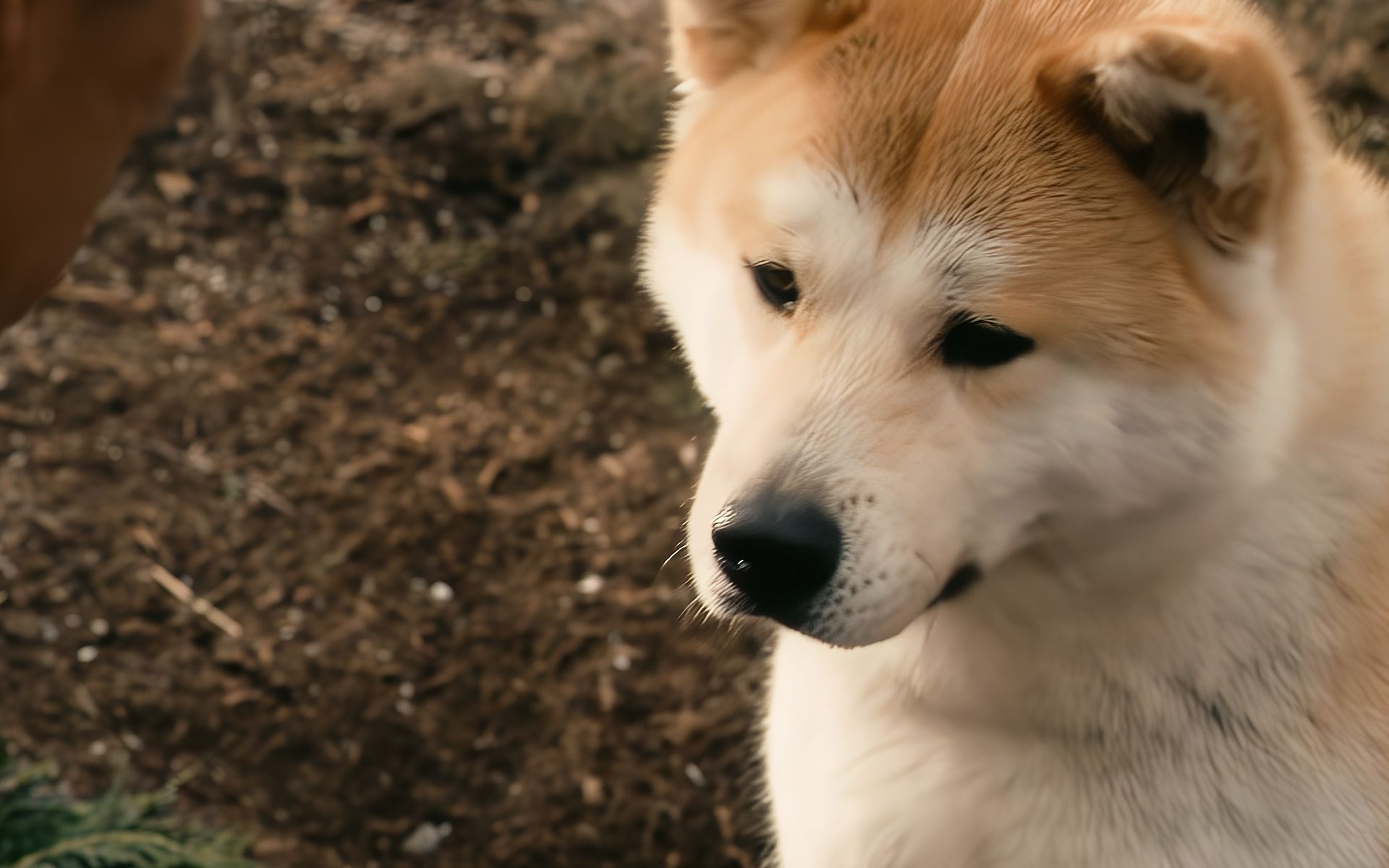 [图]别让爱你的它等太久！主人因病去世，爱犬车站苦等10年