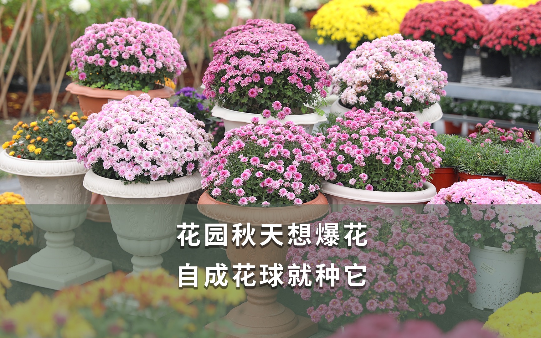 [图]花园秋天想爆花 自成花球就种它