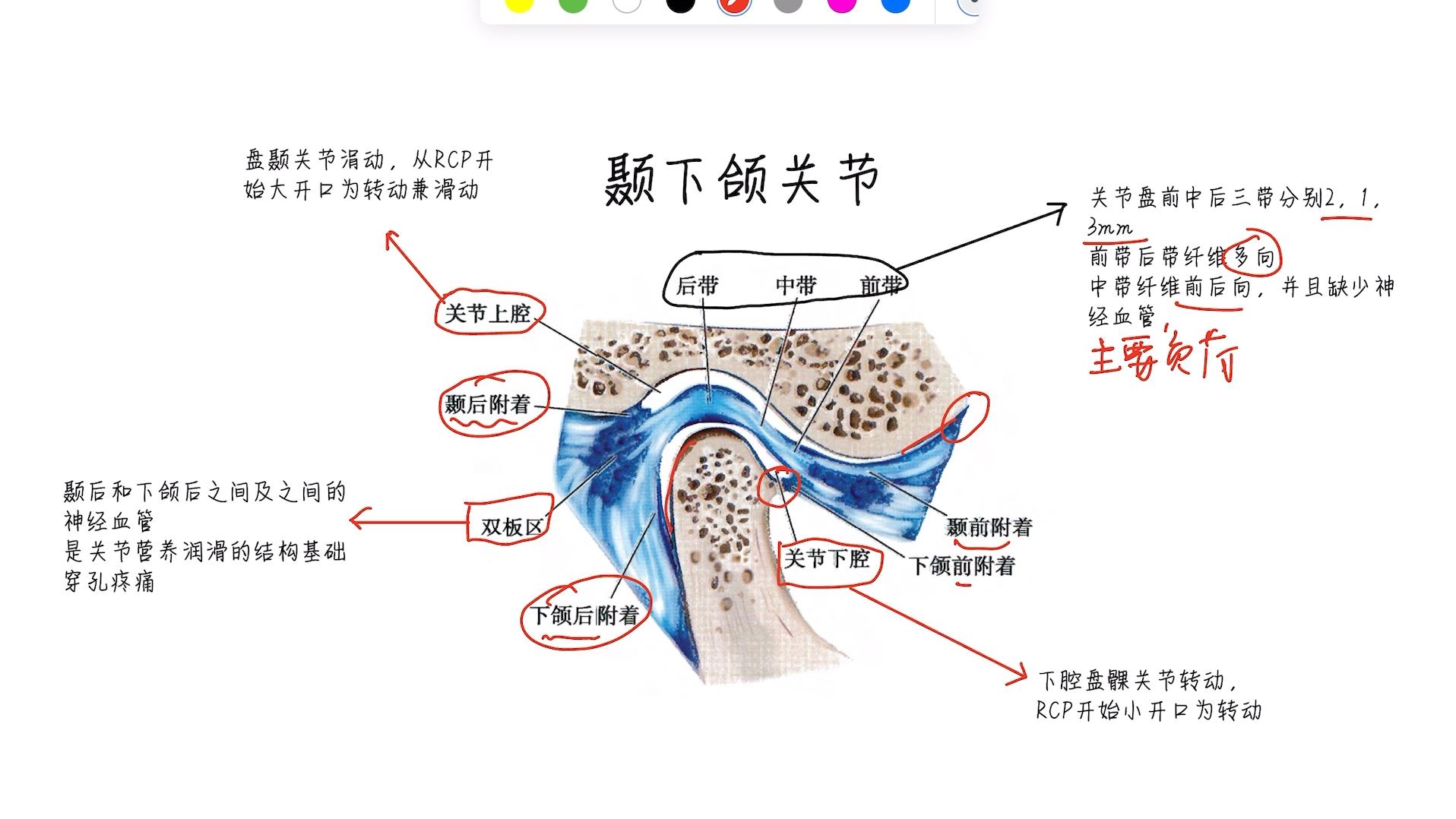 颞下颌关节矢状面结构哔哩哔哩bilibili