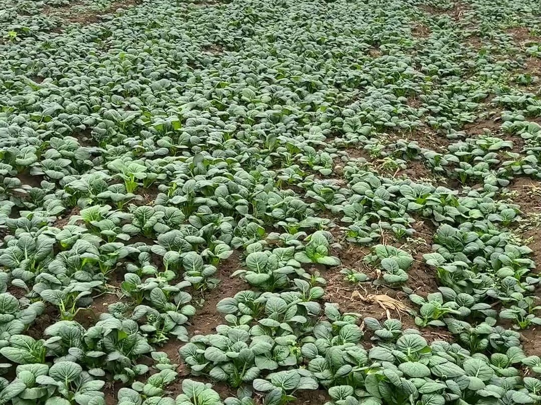 自家种植的小青菜可以吃了,长势凶猛,深绿壮观哔哩哔哩bilibili