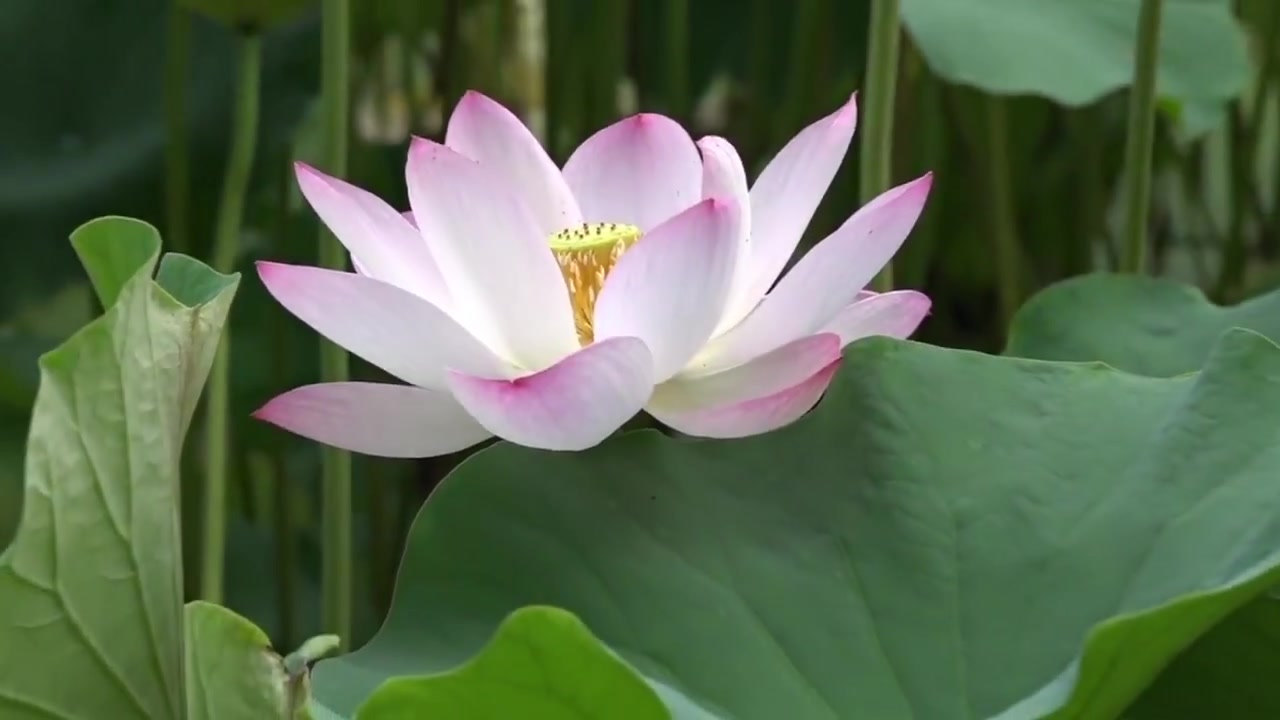 静心安神琵琶曲『普庵咒』林石城先生弹奏 听音乐赏荷花 高音质高清