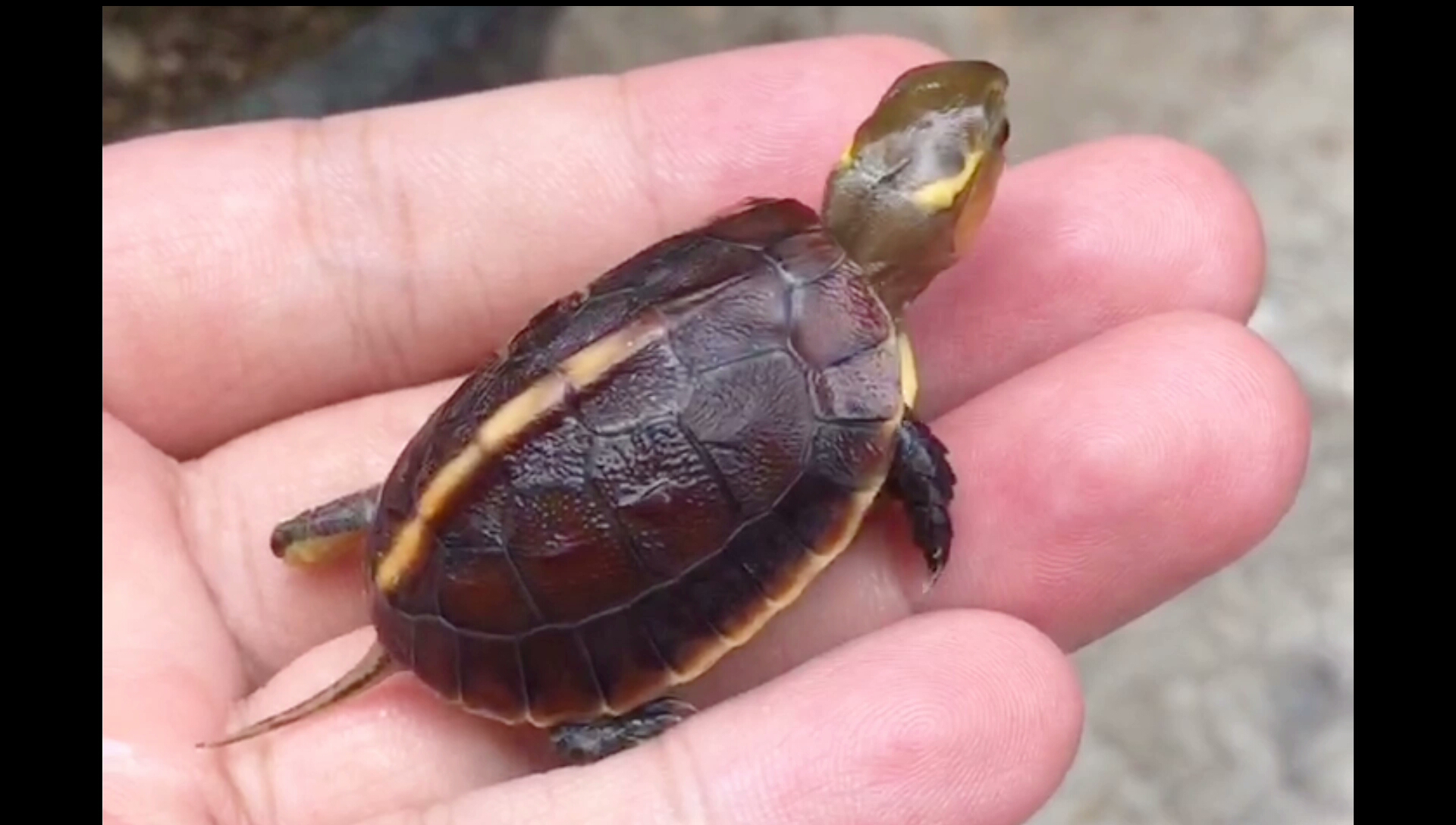 2021年安缘苗逐渐出壳了,迎接新的小可爱 #黄缘闭壳龟