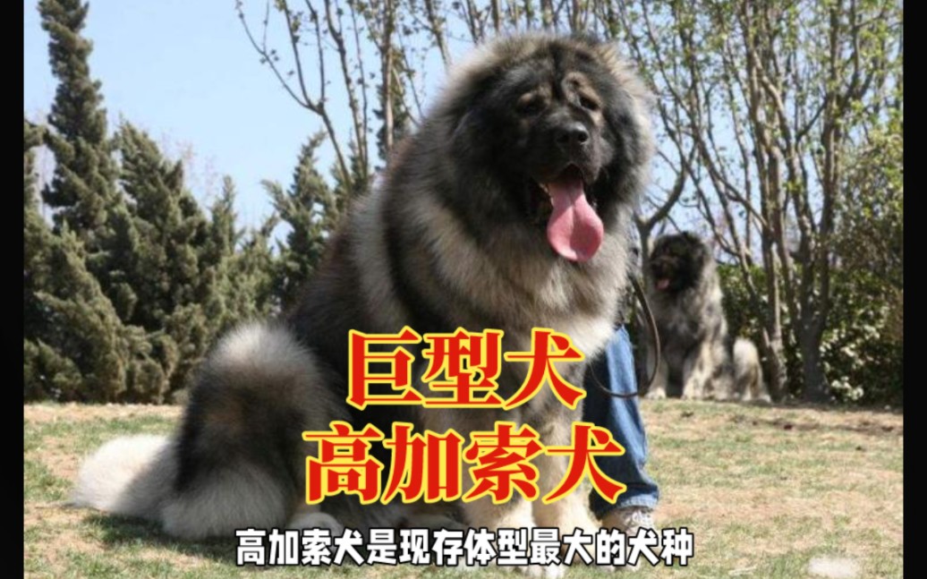 高加索犬:巨型犬,犬中之王哔哩哔哩bilibili