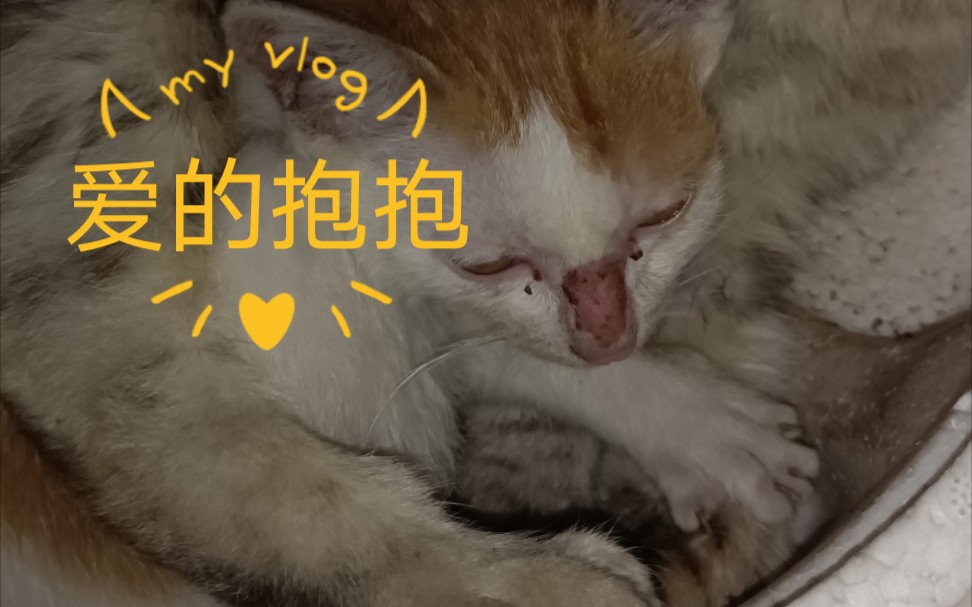 春天来了,猫也发春了