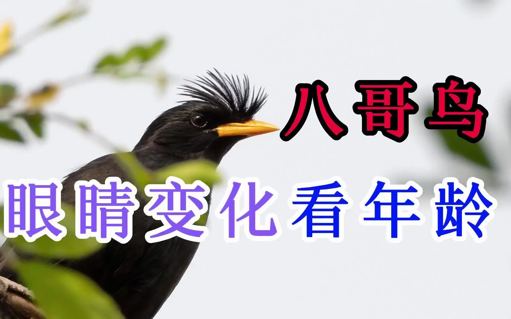 八哥鸟眼睛变化看年龄