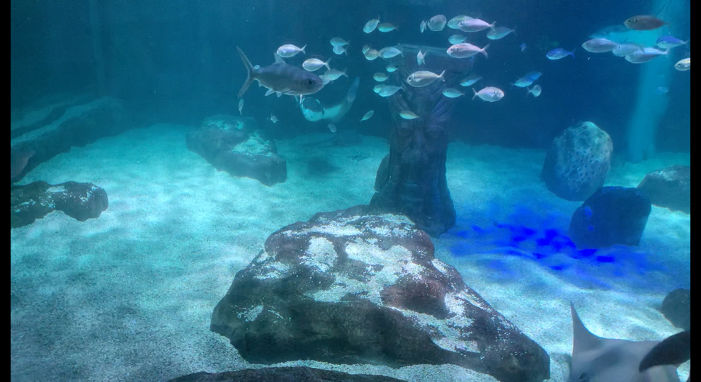 78上海长风公园水族馆78