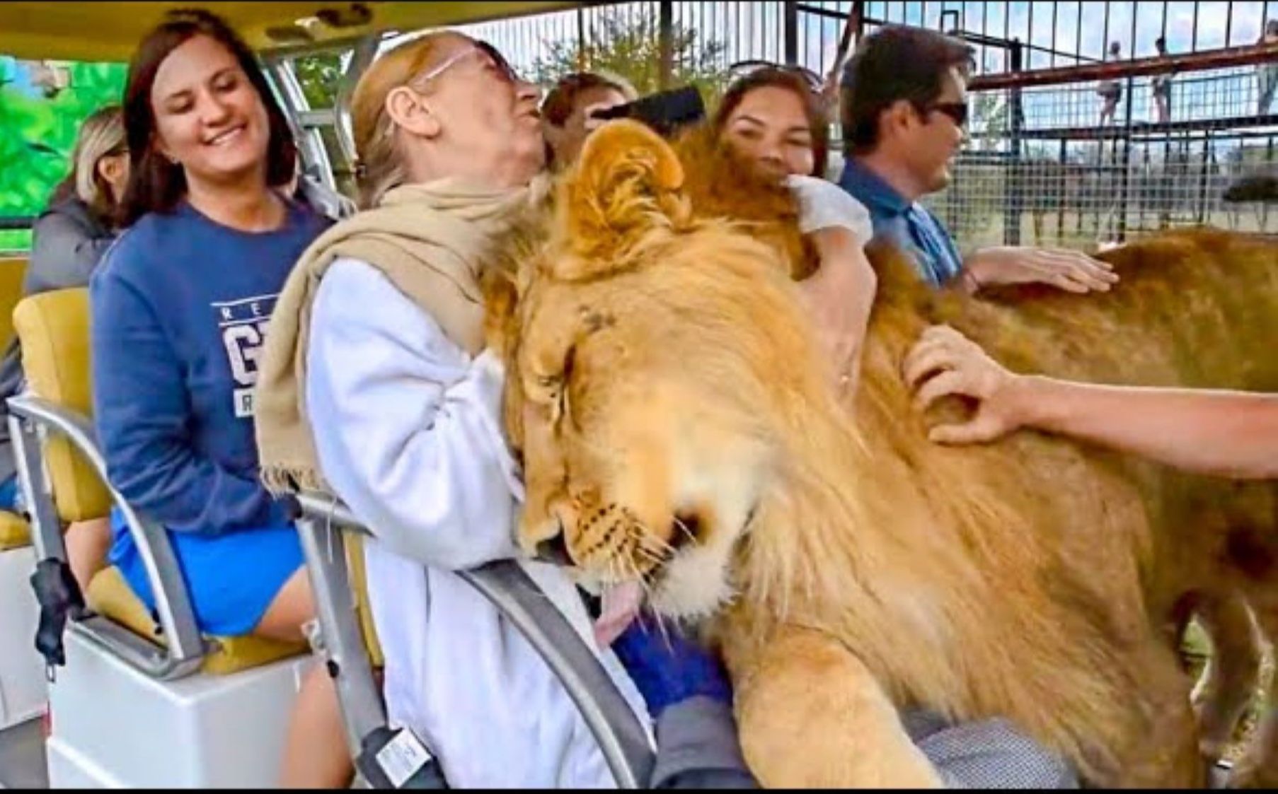 雄狮跳入车里,游客全都自闭!