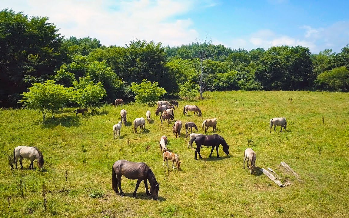 [图]4K 航拍 北海道十胜”ばん馬”牧场 “Banba Horse” Ranch in Hokkaido