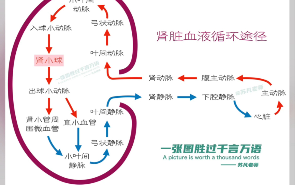 肾脏血液循环结构图图片