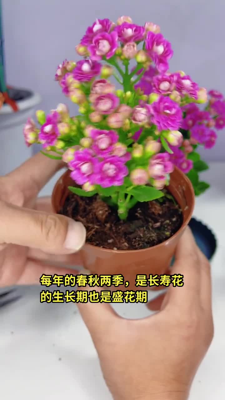 长寿花,这样去养护叶片油绿开花多哔哩哔哩bilibili