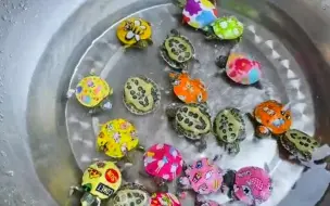 Скачать видео: 好多彩色🐢