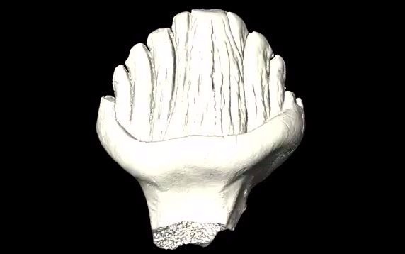 雅库特岛剑龙的牙齿的三维重建