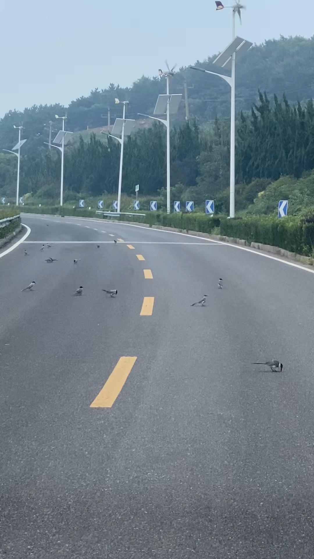 路上见"喜"啦,哈哈清晨的公路上的小喜鹊[妙啊]