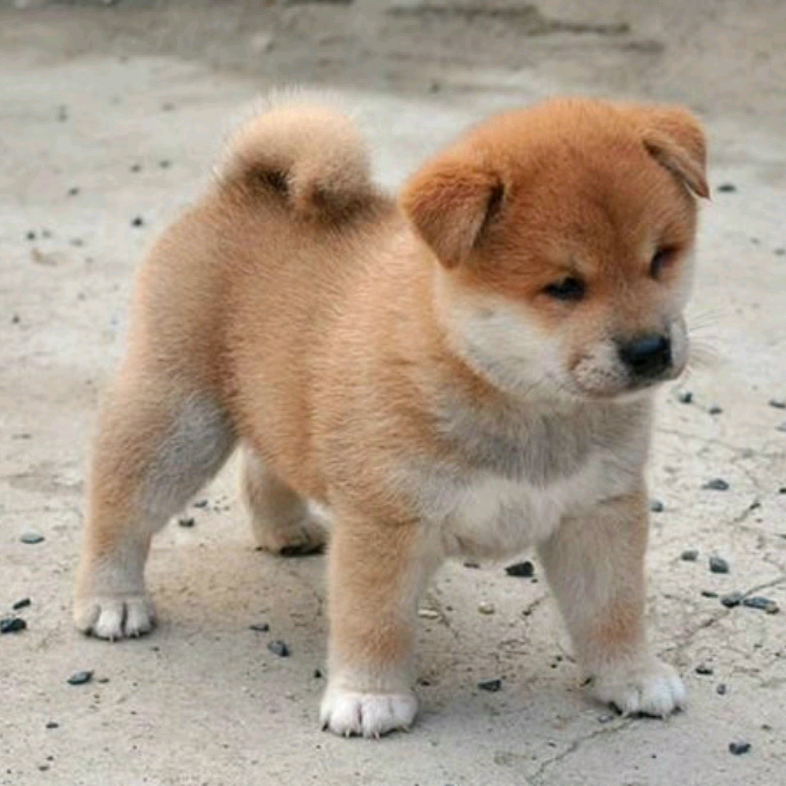 20210130艾瑞丁萌宠嘿4