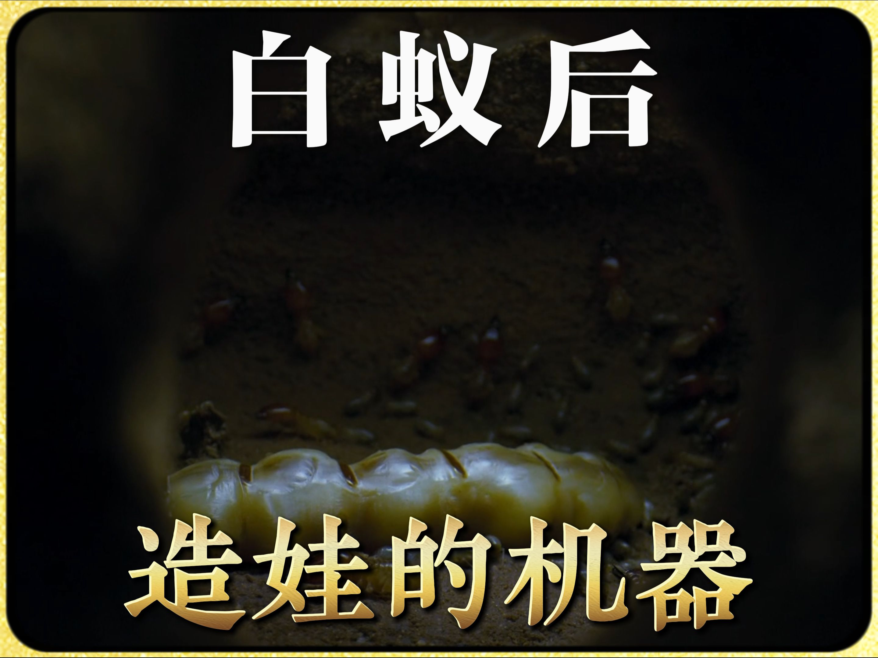第2集丨一只白蚁蚁后一生能产数以亿计的后代,疯狂造娃