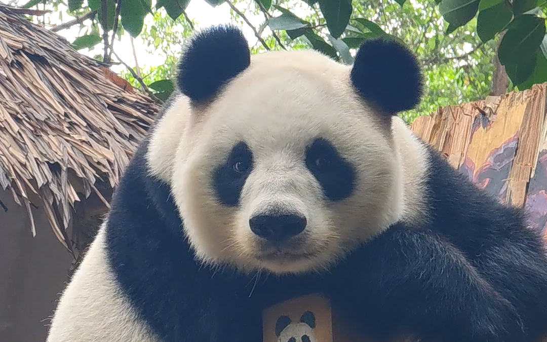 既然的摆拍大片,竖版也要拍拍的