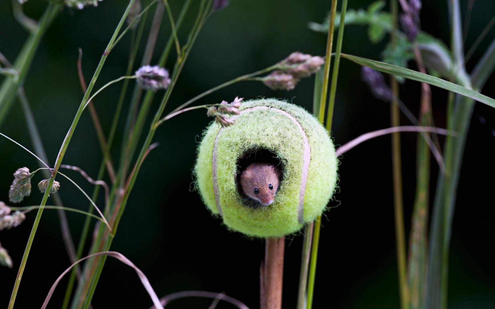 [图]英国诺福克郡，紧抓小麦柄的巢鼠（© Mike Powles/Getty Images）