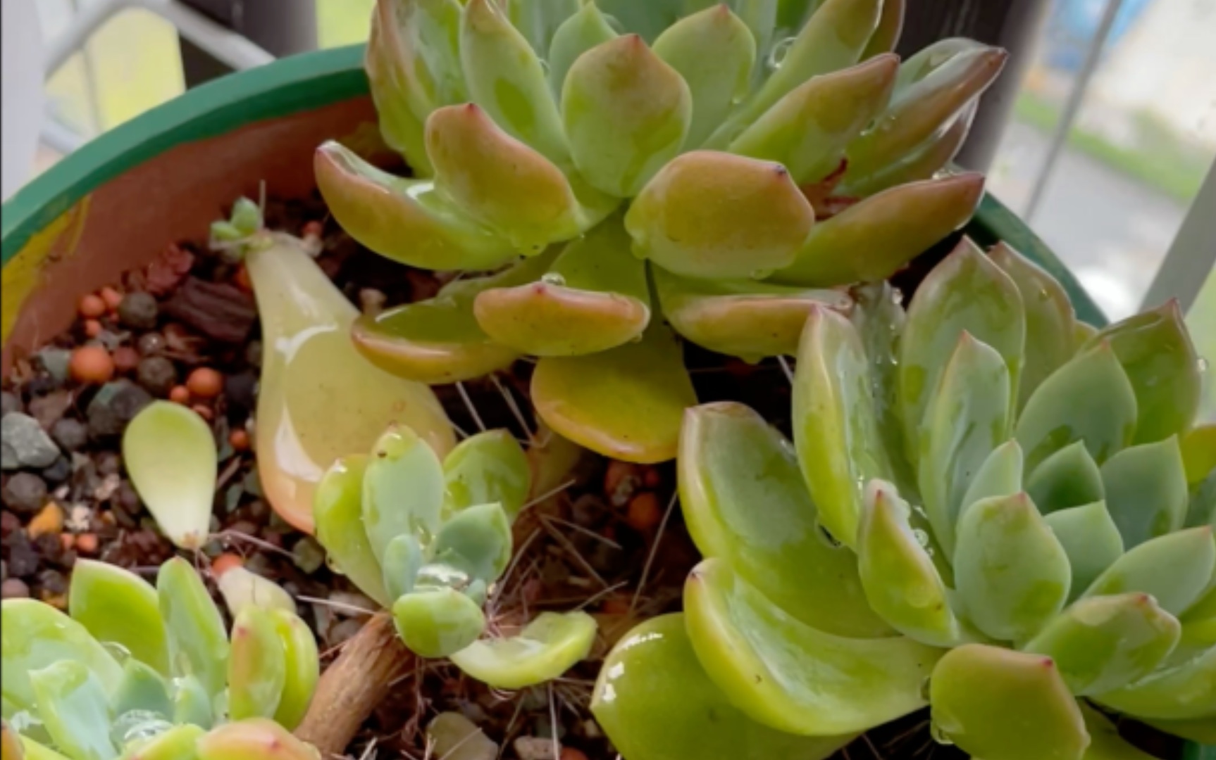 暴雨过后吹水日常芬达多肉