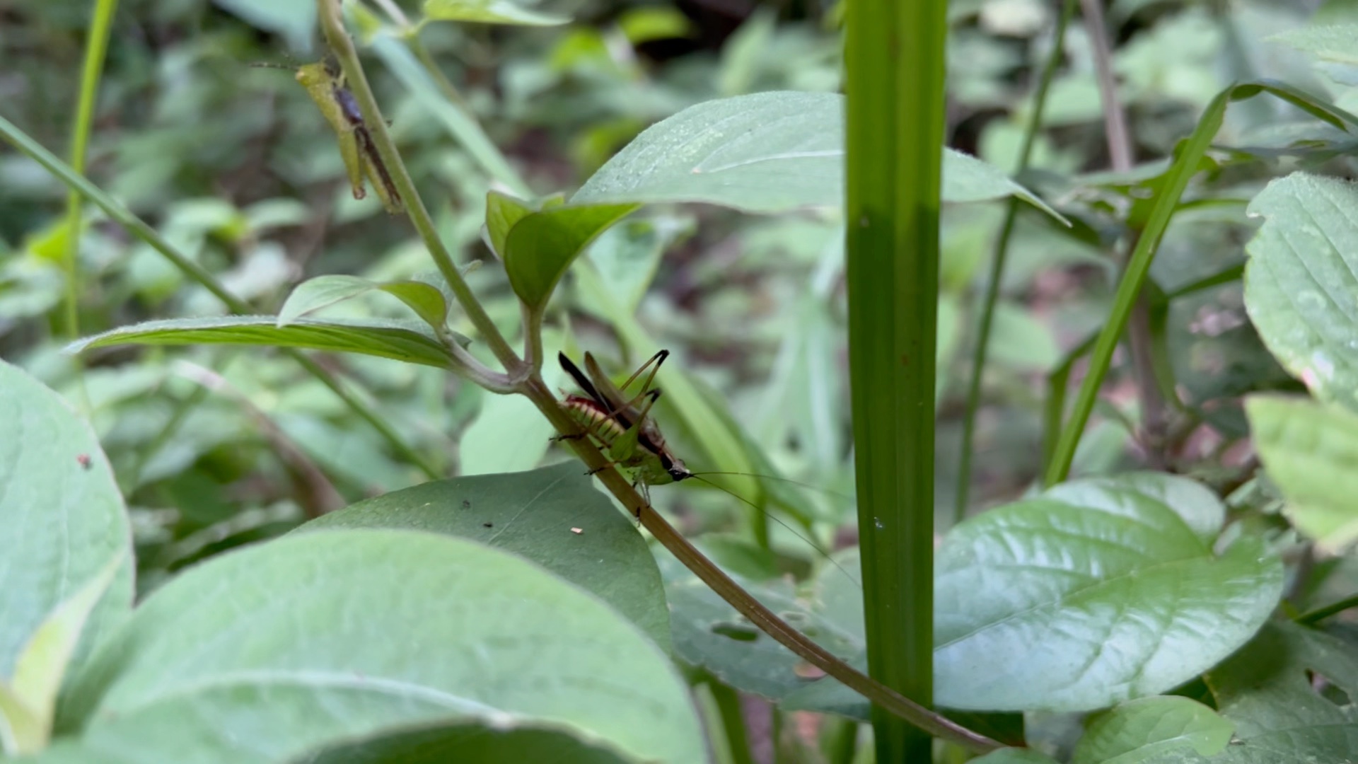 野外悦鸣草螽鸣叫