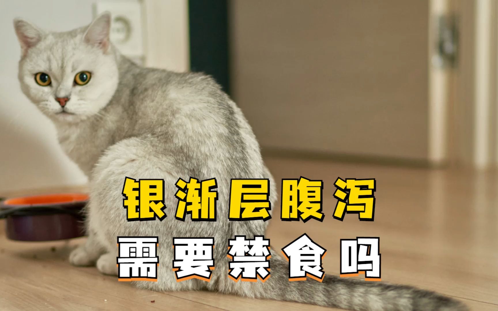 银渐层腹泻需要禁食吗?答案是肯定的!