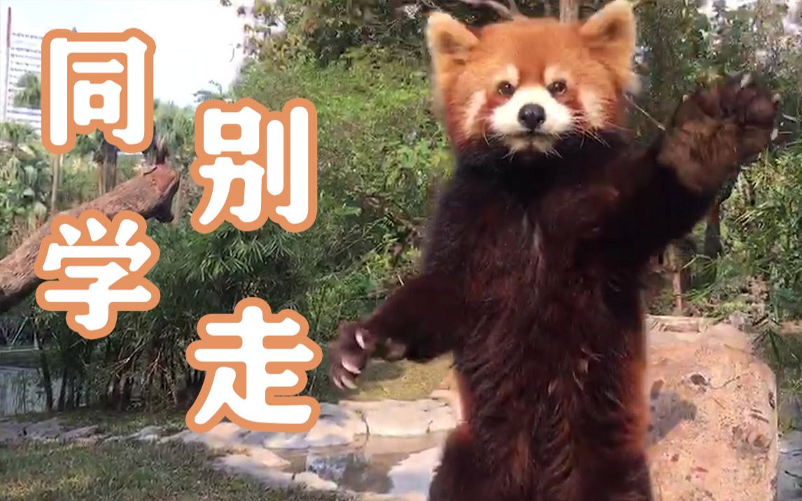 哈喽,你的小宝贝突然出现,有没有人来打招呼啊?_哔哩哔哩_bilibili