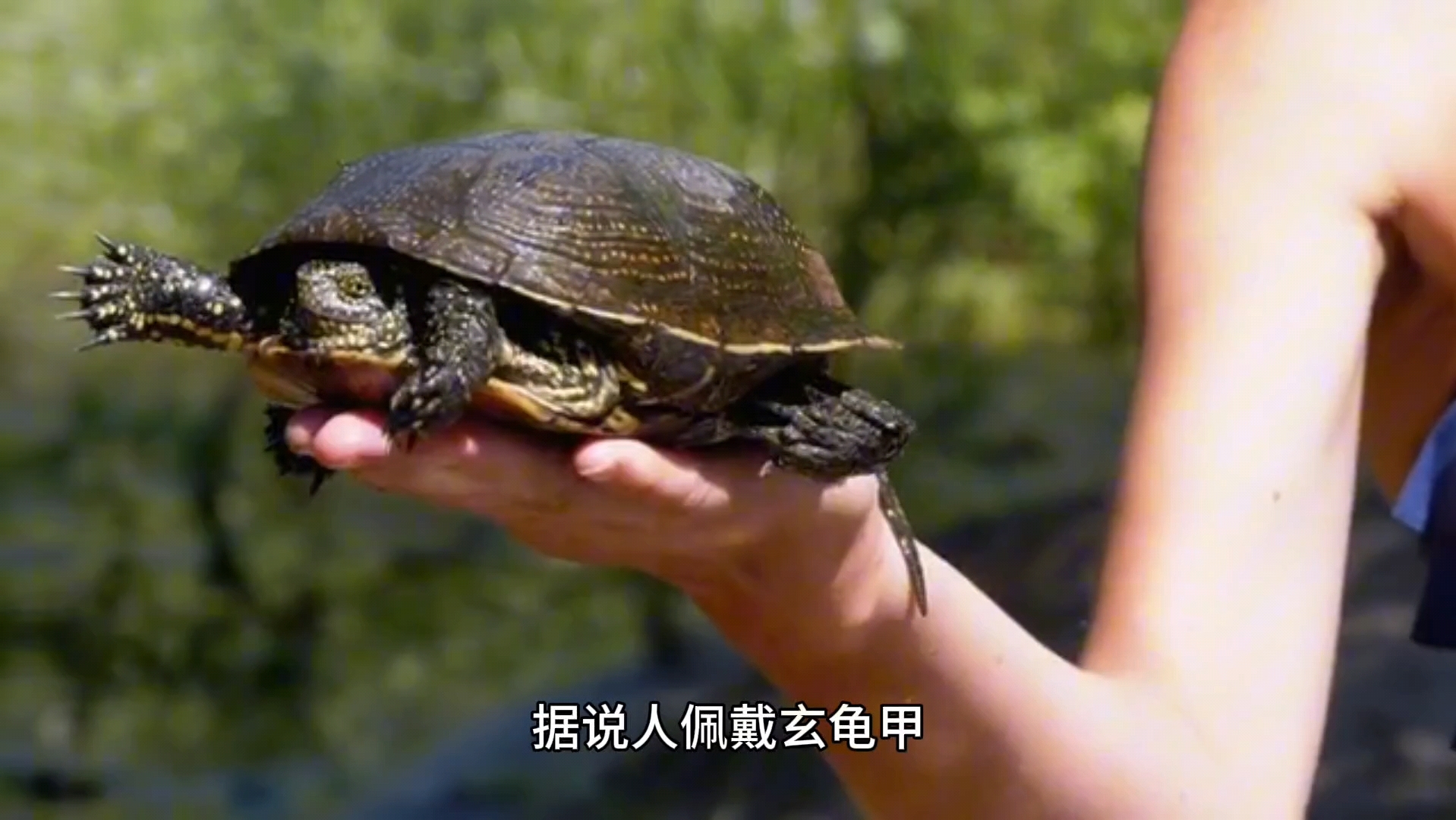 山海经玄龟:古代传说,神秘生物!