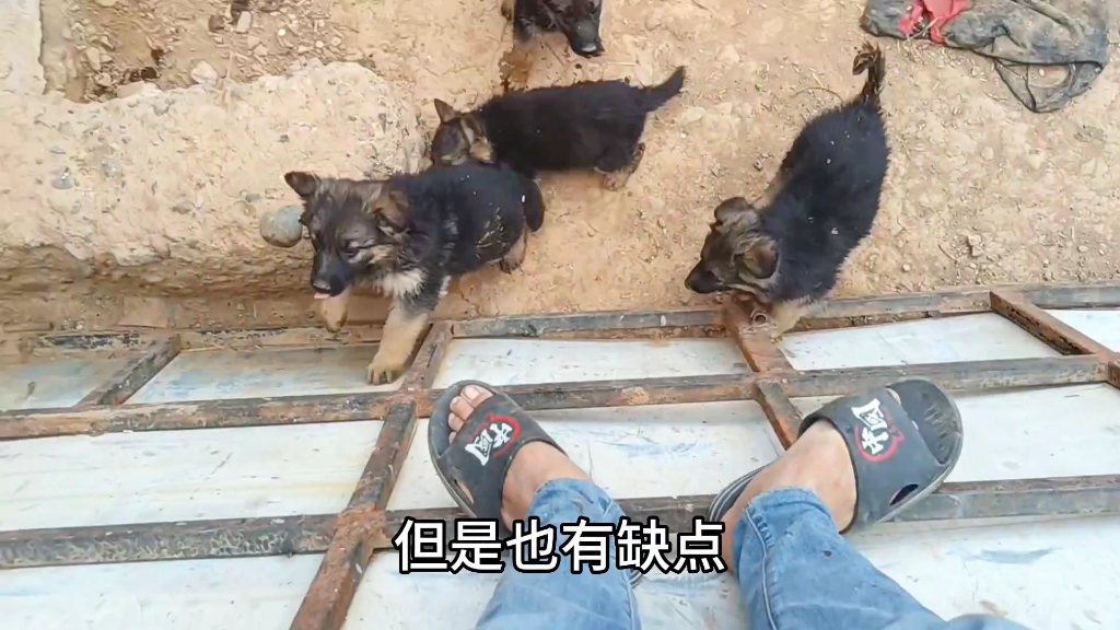 看看这几个老版平背德牧幼犬,值多少钱?,住在农村可以养哔哩哔哩bilibili