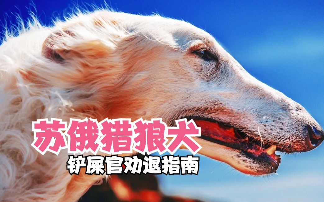 苏俄猎狼犬,一个让哈士奇闻风丧胆的冷血杀手,让柯基退出群聊的国际超模,你喜欢吗?哔哩哔哩bilibili