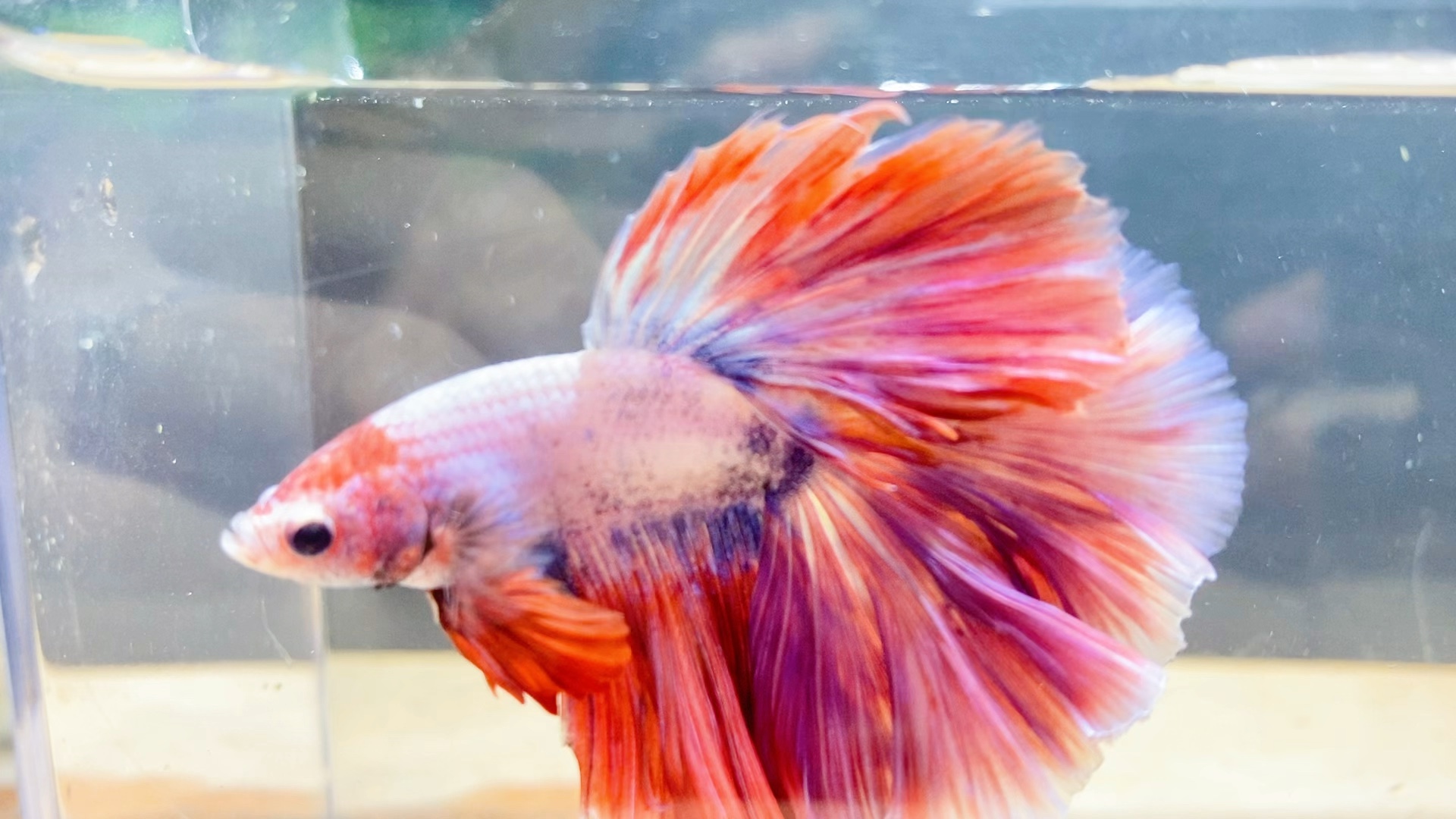 55岁少女心老爸养这么漂亮的婚纱鱼