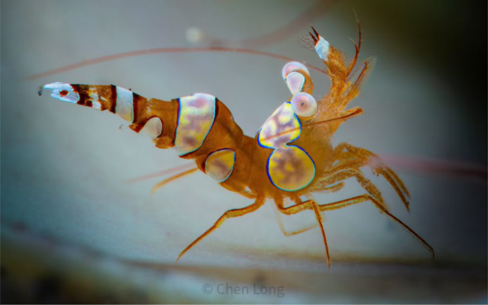 这虾的中文名字叫～～性感翘臀海葵虾