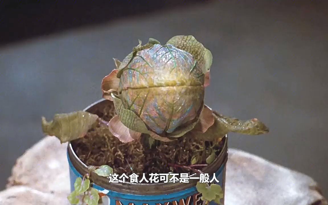 《异形奇花》成精的食人花,吃人长到500吨