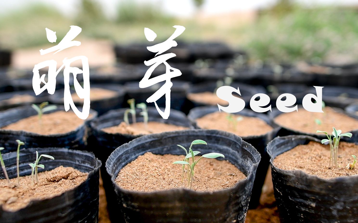 绿格公益团 |《萌芽 seed》 2021年社会实践宣传短片哔哩哔哩bilibili