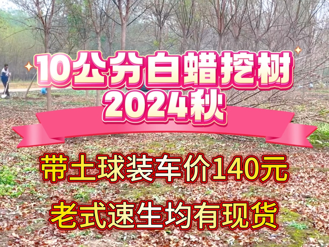 2024秋季10公分白蜡最新价格,保定白蜡产地装车报价哔哩哔哩bilibili