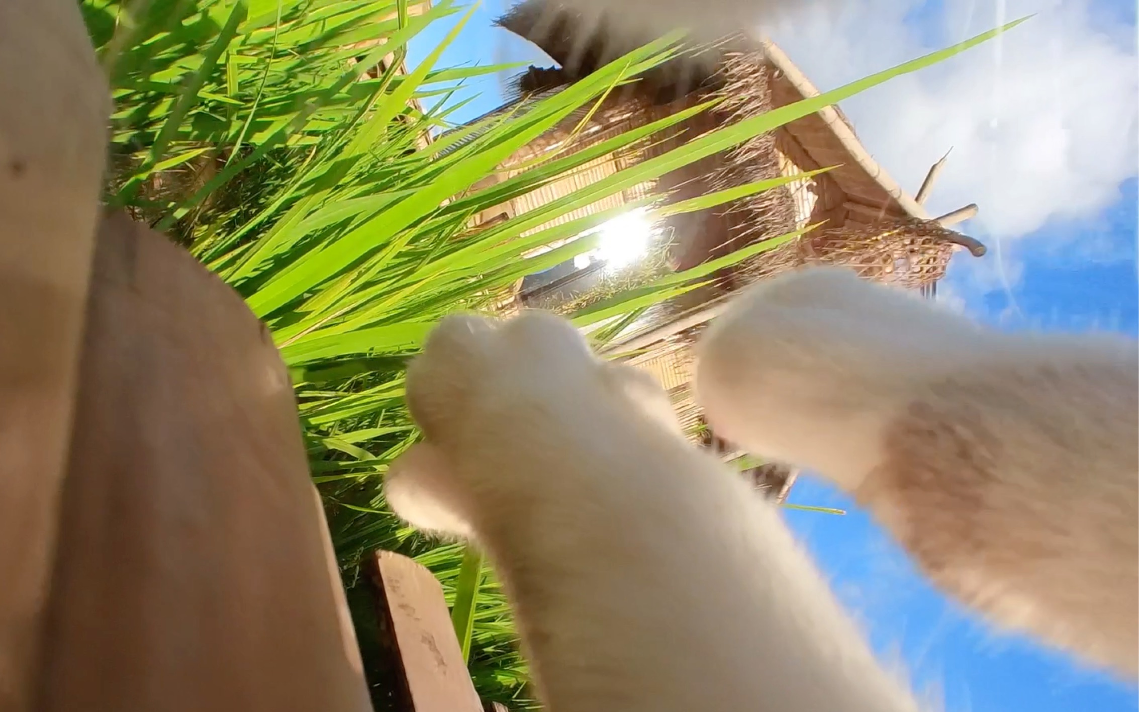 我家猫第一视角带你逛农场