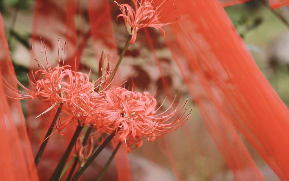 彼岸花cos小视频