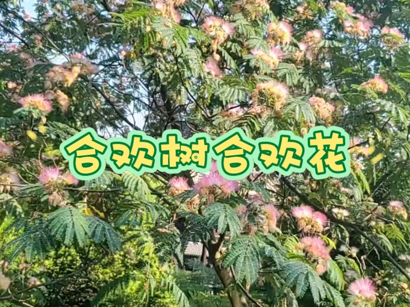 每日一植物——合欢树哔哩哔哩bilibili