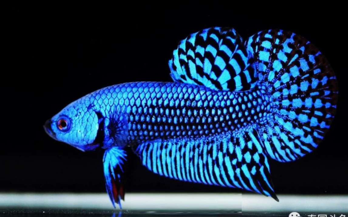 【泰国原斗】几种经典的泰国原生斗鱼