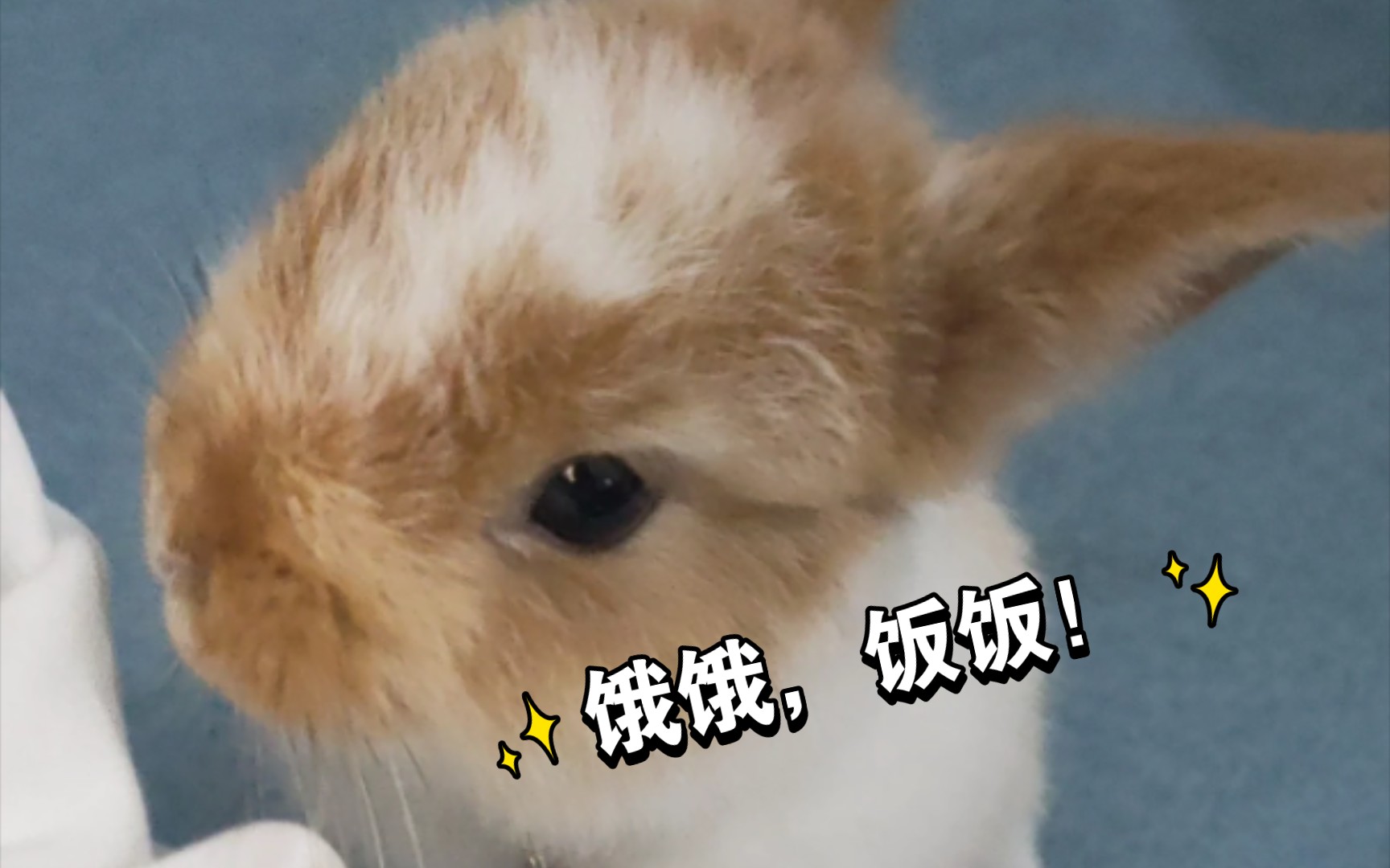 花花主动求投喂,饭饭!