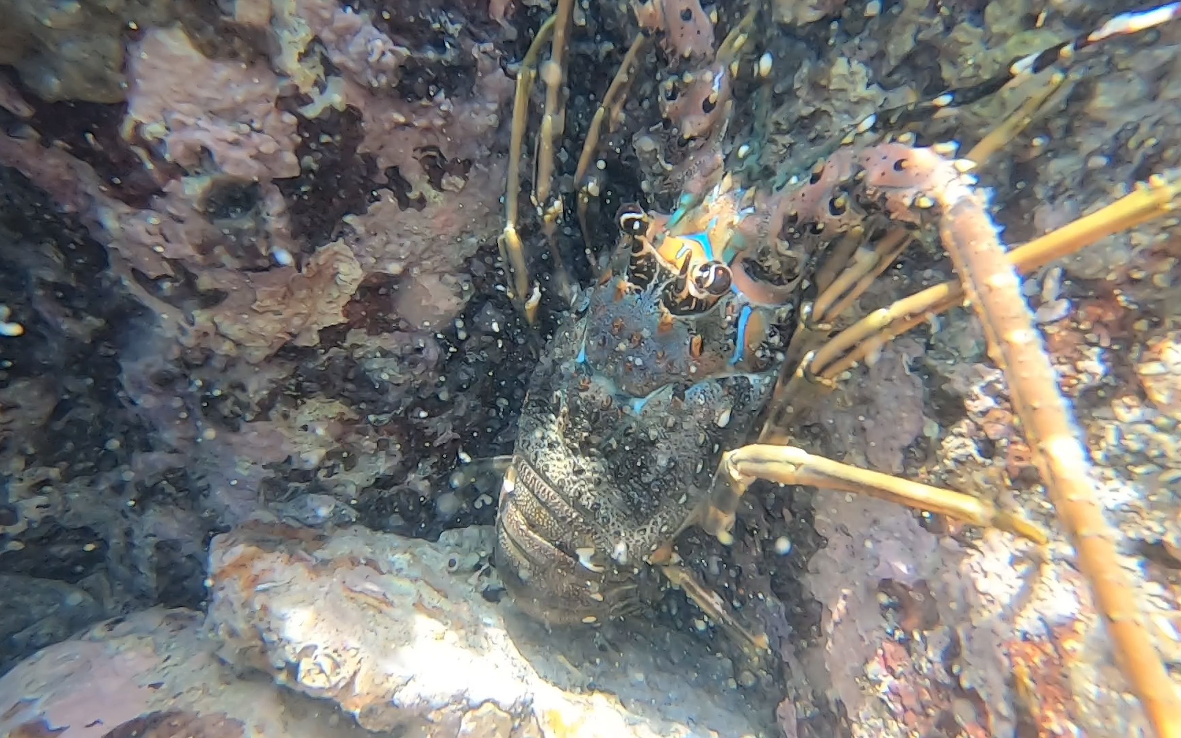 阿明赶海竟发现大龙虾老巢,抓完一只又一只,今天发财了