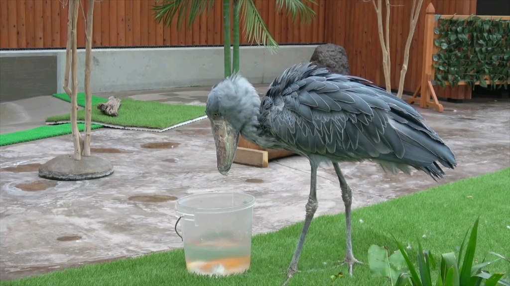 鸟中二哈鲸头鹳,属实可爱!