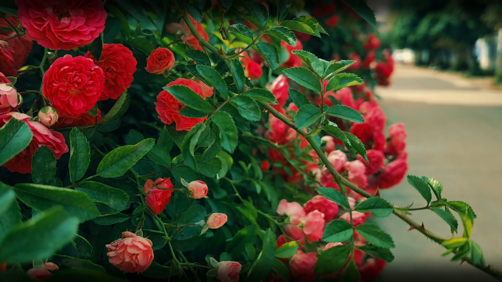 壁纸 花 桌面 1920_1080