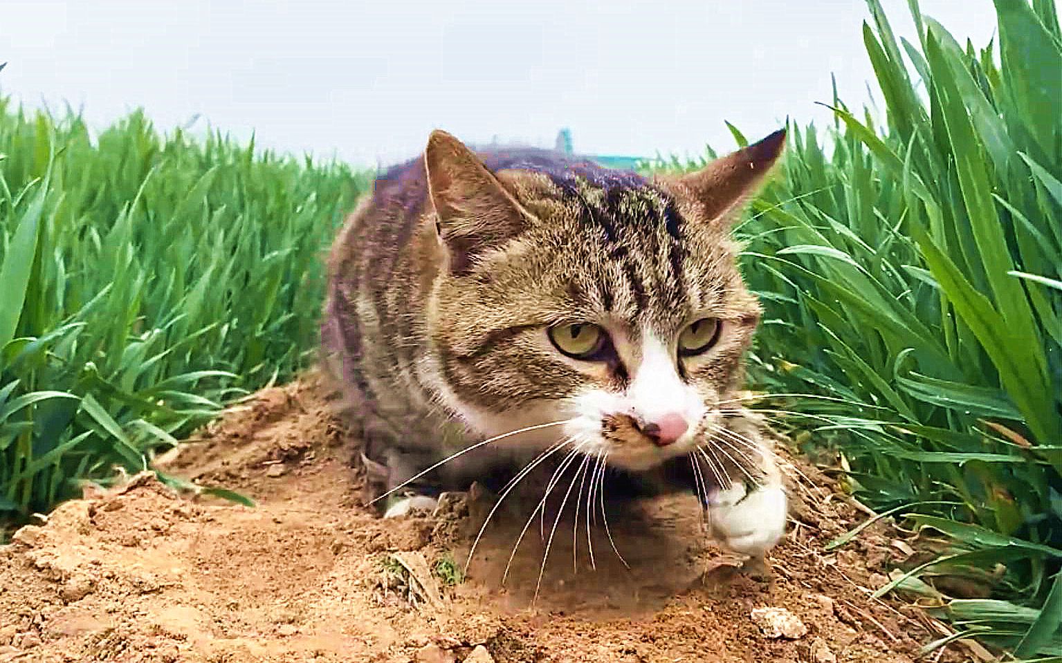 一只匍匐前进的社会主义好猫子!_哔哩哔哩_bilibili