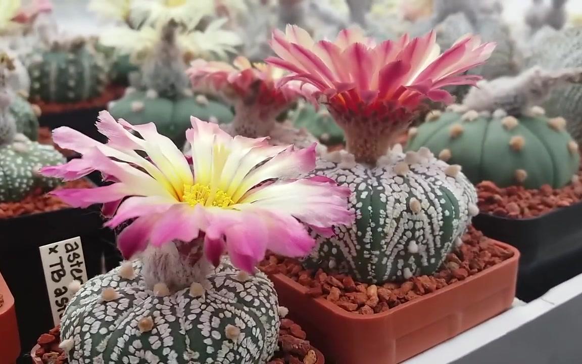 星球属赏析—仙人掌科,星球属 astrophytum 星兜